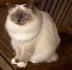 Birman - Wikipedia