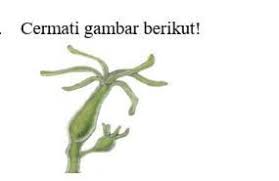 Check spelling or type a new query. Hewan Tersebut Berkembang Biak Dengan Cara A Tunasb Bertelur C Fragmentasid Membelah Brainly Co Id