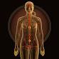 Meridians in Biodynamic        Craniosacral event image