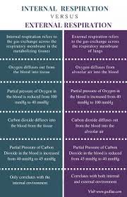 Difference Between Internal And External Respiration Definition Process Function In 2021 Respiratory System Integumentary System Medical Knowledge