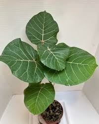 Image result for Ficus abutilifolia