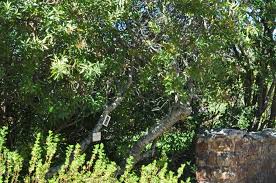 Image result for Faurea discolor