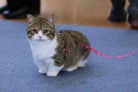 Difference Between A Dwarf Teacup And Miniature Cats Crazy Cat Lady Magazine Munchkin Kitten Munchkin Cat Munchkin Cat Breeders