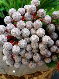 Image result for Cyperus mapanioides