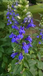 Image result for Lobelia uliginosa