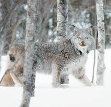 Pin On Lynx Canadensis