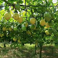 You will need to give your passion fruit a trellis to climb up. Passion Fruit Plants By Pushparatna Nursery Passion Fruit Plants From Nashik Id 5743709