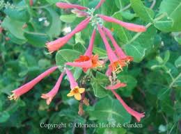 These plants are slow starters, so start seeds indoors around 10 weeks before your last frost date. Evergreen Vines