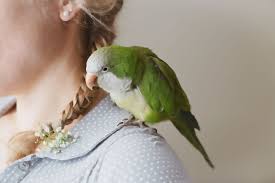 How much are quaker parrots. Interesting Facts About Quaker Parrots
