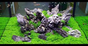 Iwagumi Rocks Iwagumi Aquascaping Aquascape Aquarium Aquascape Planted Aquarium