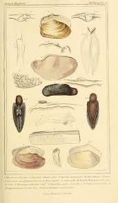 V 3 1837 Plates The Animal Kingdom Arranged According To Its Organization Serving As A Foundation For The N Natural History Animal Kingdom Biodiversity
