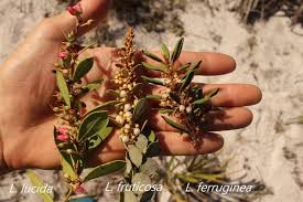 Image result for Rawsonia lucida