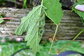 Asmr whispering sound enjoy nature sounds. Yikes What S Eating My Plants Seattle S Favorite Garden Store Since 1924 Swansons Nursery