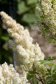 Sem Ash Leaf Spirea Spirea Ash Leaf Flowering Bushes