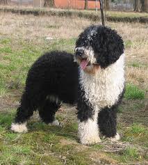 Allergy to dogs hypoallergenic dog breeds are canine breeds said to be safer than other breeds for allergy sufferers, although allergists believe that all safe breed … Spanish Water Dog Wikipedia