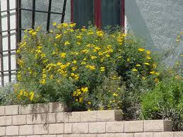 Image result for tagetes)
