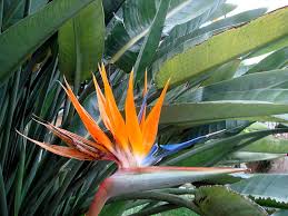 They are resilient and survive in most climates. Winter Blooming Plants Winter Flowers For Australia