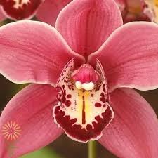 Cymbidium orchid hybrids produce up to 30 flamboyant and sometimes fragrant blooms on a single produce large, attractive flowers that come in many different colors. Dark Pink Cymbidium Orchid Wholesale Flowers Diy Wedding Flowers