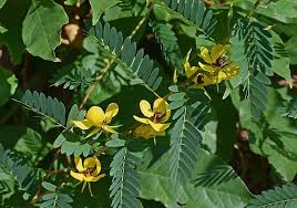 Image result for Chamaecrista