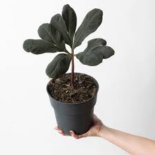 Image result for Amorphophallus