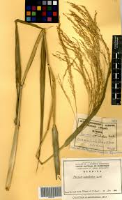 Image result for Panicum subalbidum