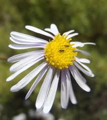 Image result for Felicia muricata