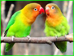 565 likes · 5 talking about this. 65 Nama Burung Yang Bagus Untuk Peliharaan Anda Daftarhewan Com