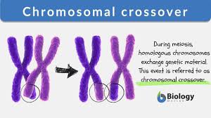 Humans, along with other animals and plants, have linear chromosomes that are arranged in pairs within the nucleus of the cell. Chromosomal Crossover Definition And Examples Biology Online Dictionary