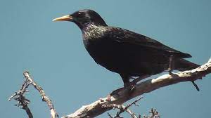 Перевод слова starling, американское и британское произношение, транскрипция, словосочетания. European Starlings Behavioral Habits