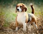 Beagle Dog Names | Popular Male and Female Names | Wag!