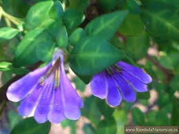 Image result for Sclerochiton hirsutus