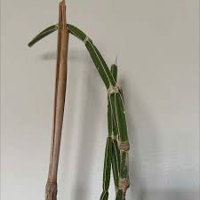 Image result for Cissus