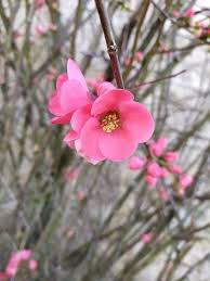 Image result for Chaenomeles japonica