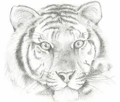 Draw lots of triangles, and stripes on the tail. How To Draw A Realistic Tiger Face Step By Step Drawing For Kids