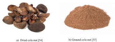 Image result for Cola mossambicensis