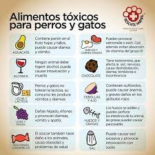 7 Alimentos Prohibidos Para Gatos Comida Toxica Para Gatos Dog Yoga Cocker Spaniel Puppies Pet Store