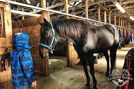 The cost to lease a horse typically depends on the type of lease you take out. The Benefits And Drawbacks Of Leasing Instead Of Buying A Horse