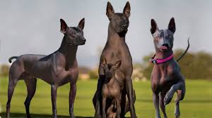 The average lifespan of xolo is about 13 to 15 years. These Are 10 Rare Hairless Dog Breeds Youtube
