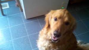 Check spelling or type a new query. Using Famotidine For Dogs The Complete Guide
