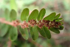 Image result for Euphorbia thymifolia