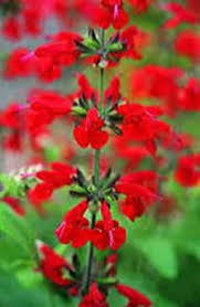 Image result for Salvia coccinea