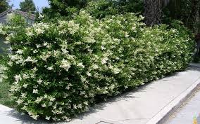 Image result for Ligustrum