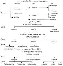 Subphylum Urochordata Features Fossil History And