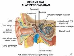 Animasi mekanisme proses mendengar pada manusia. Bagaimana Proses Telinga Mendengar Bunyi Sedang