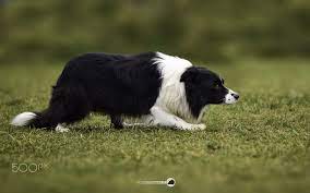 Border Collie Na Posicao Clap Ou Agachado Lembra Os Felinos Cacando Dog Breeds Border Collie Collie
