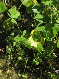 Image result for Marsilea apposita