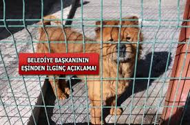 Hatay Belediye Baskani Seyfi Dingil Cin Aslani Cinsi Kopegini Barinaga Birakti Gundem Haberleri