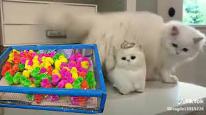 Video anak kucing ini tingkahnya lucu dan imut banget like & subscribe!! Full 100 Video Kucing Tiktok Tik Tok Kucing Lucu Banget Gemesin Youtube
