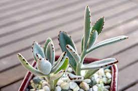 It will stay small and tidy in a pot and only needs water when the soil is completely dry. Chocolate Soldier Plant Care Growing Guide