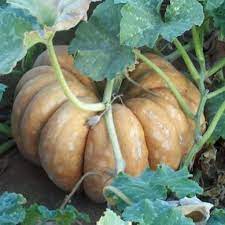 Pumpkin Seeds Fairytale Pumpkin Garden Planting Pumpkins Pumpkin